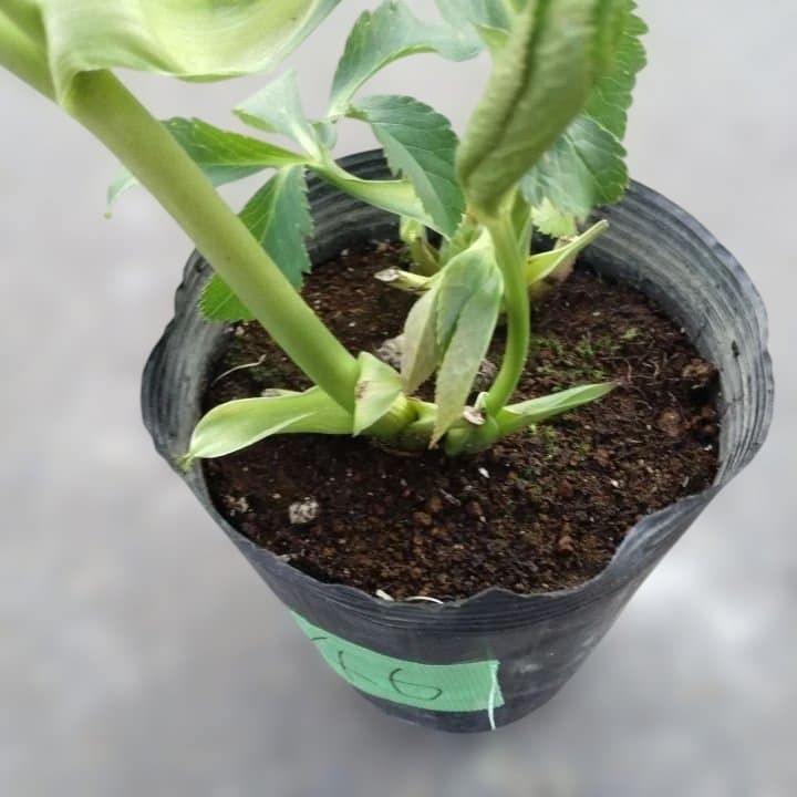 野田園芸。ヘレボルス 多層花びら 緑と紫の斑点グリーンバイカラー。No46