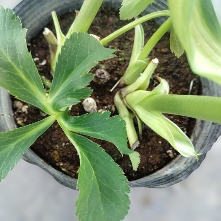 野田園芸。ヘレボルス 多層花びら 緑と紫の斑点グリーンバイカラー。No46