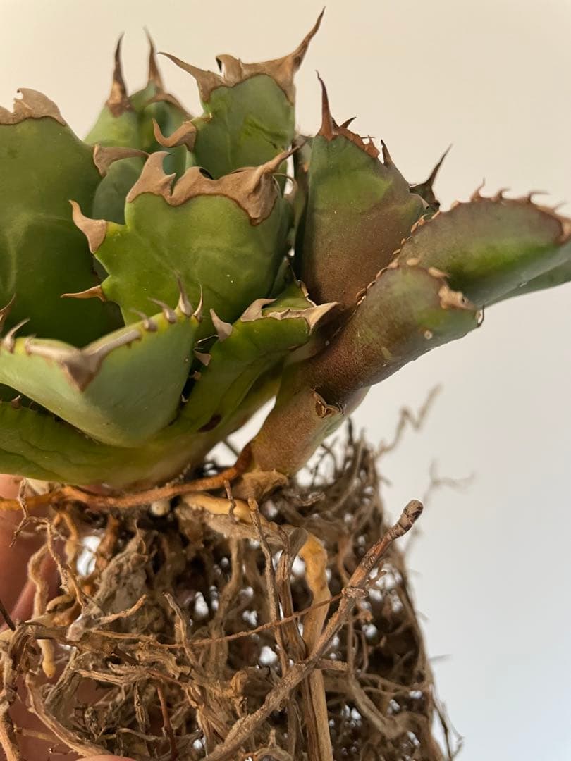 アガベチタノタCR-01 plants by the core