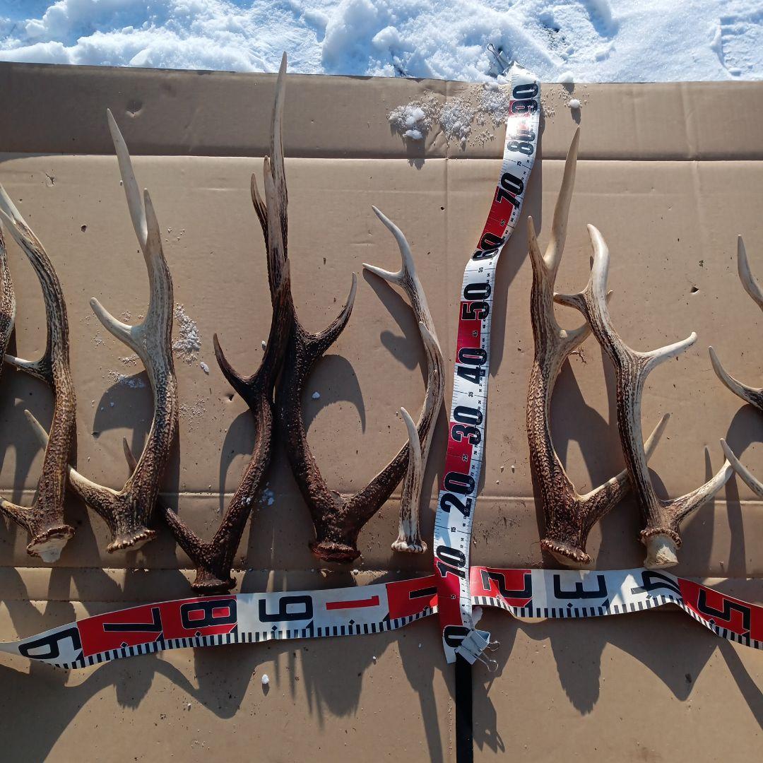 ク*ト様 蝦夷鹿の角 　犬用おもちゃ　工芸品などにどうぞ　１２番