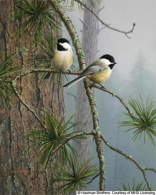 アカマツとアメリカコガラ ヴィンテージ ステンドグラス 鳥 ジム・ハウトマン