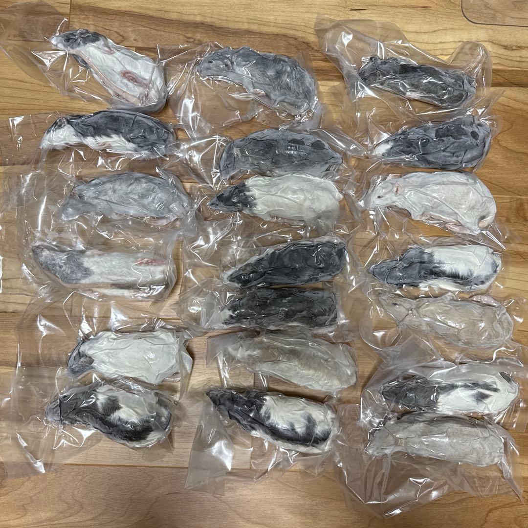 冷凍ラット110〜130g×20匹