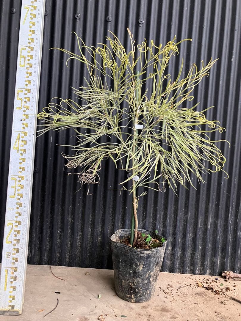 グレビレア　ハニーワンダー