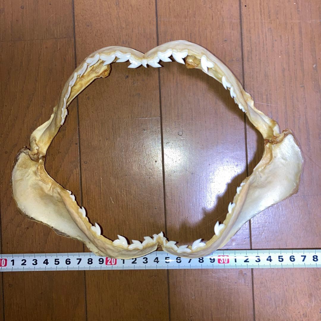 イタチザメ顎 標本