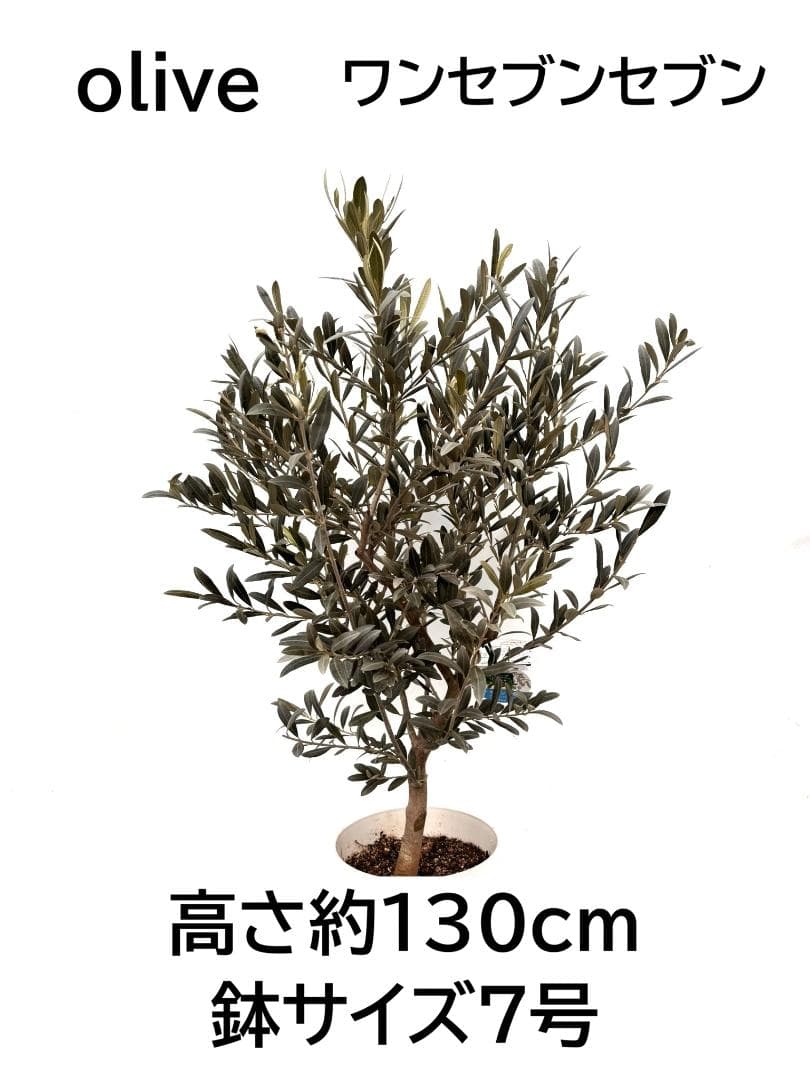 オリーブの木　ワンセブンセブン　7号　約130cm　K-318　現品掲載