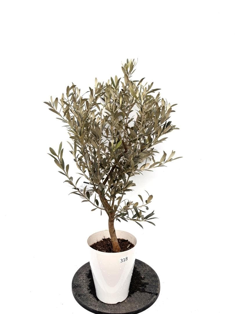 オリーブの木　ワンセブンセブン　7号　約130cm　K-318　現品掲載