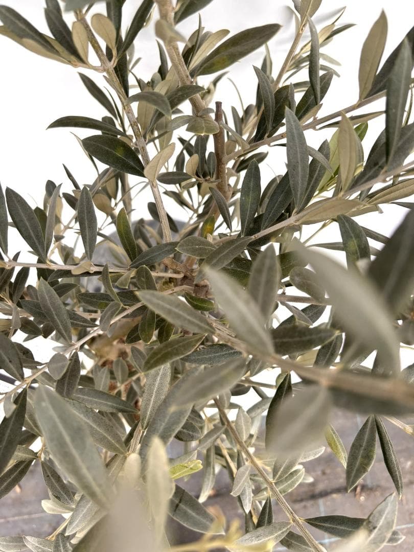 オリーブの木　ワンセブンセブン　7号　約130cm　K-318　現品掲載