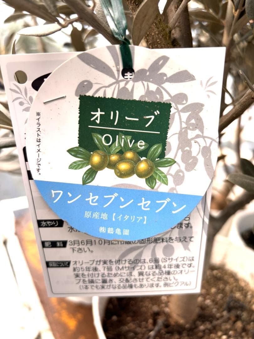 オリーブの木　ワンセブンセブン　7号　約130cm　K-318　現品掲載