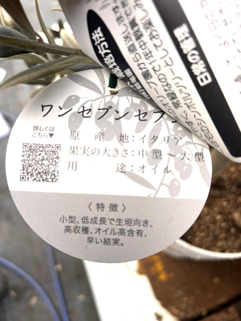 オリーブの木　ワンセブンセブン　7号　約130cm　K-318　現品掲載
