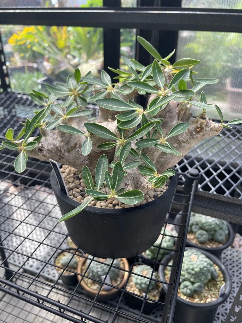 塊根植物 パキポディウム　デンシフローラム var.ブレビカリックス