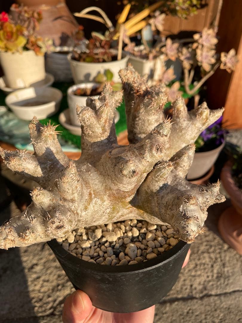 塊根植物 パキポディウム　デンシフローラム var.ブレビカリックス