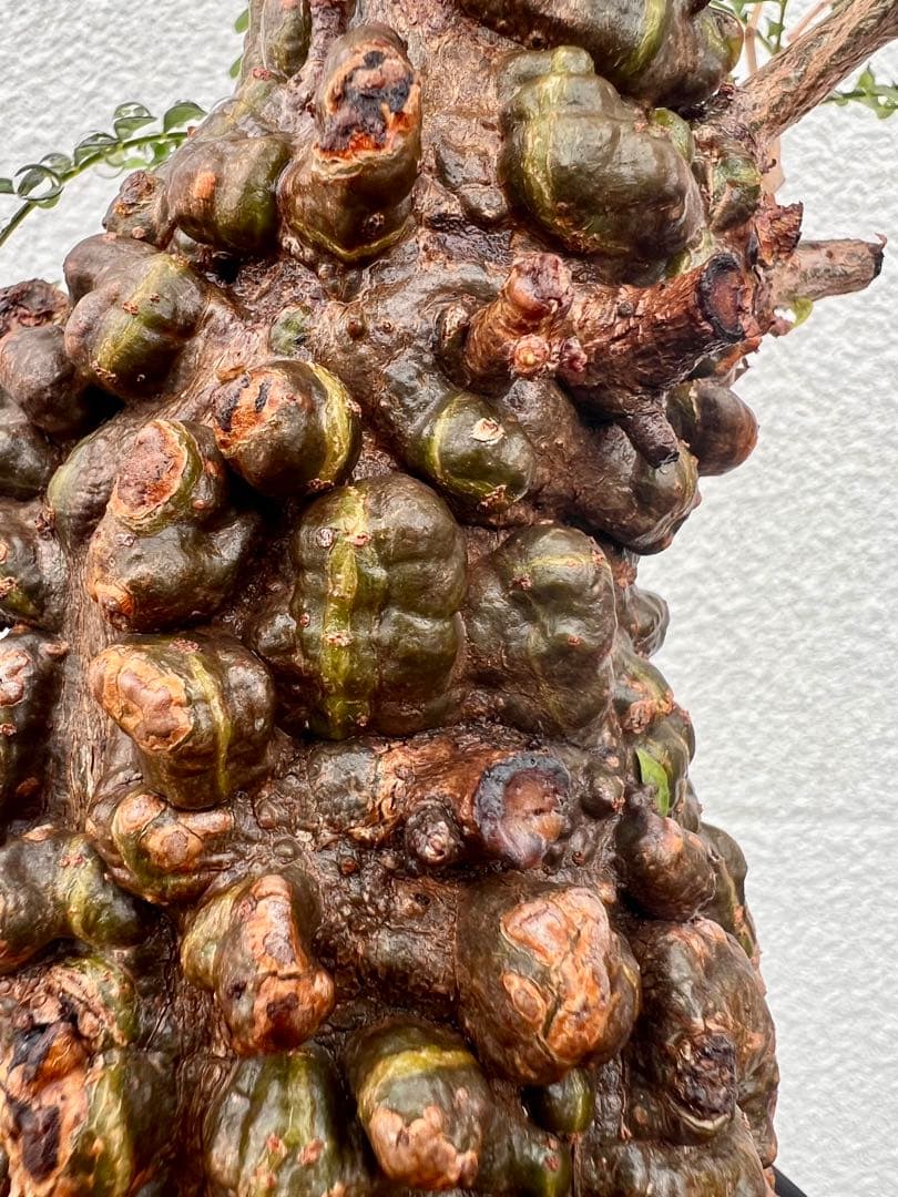 オペルクリカリアパキプス(発根済)