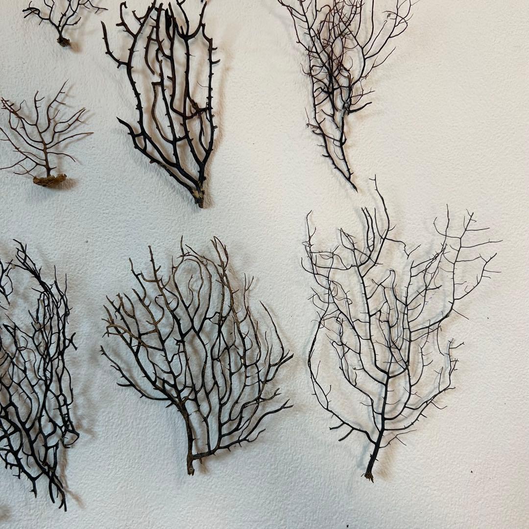 まいまい　ウミウチワ30個セット