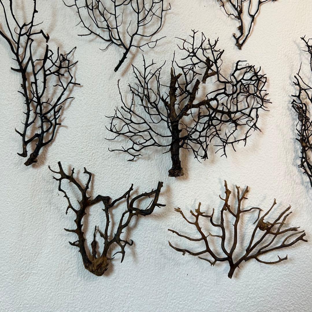 まいまい　ウミウチワ30個セット