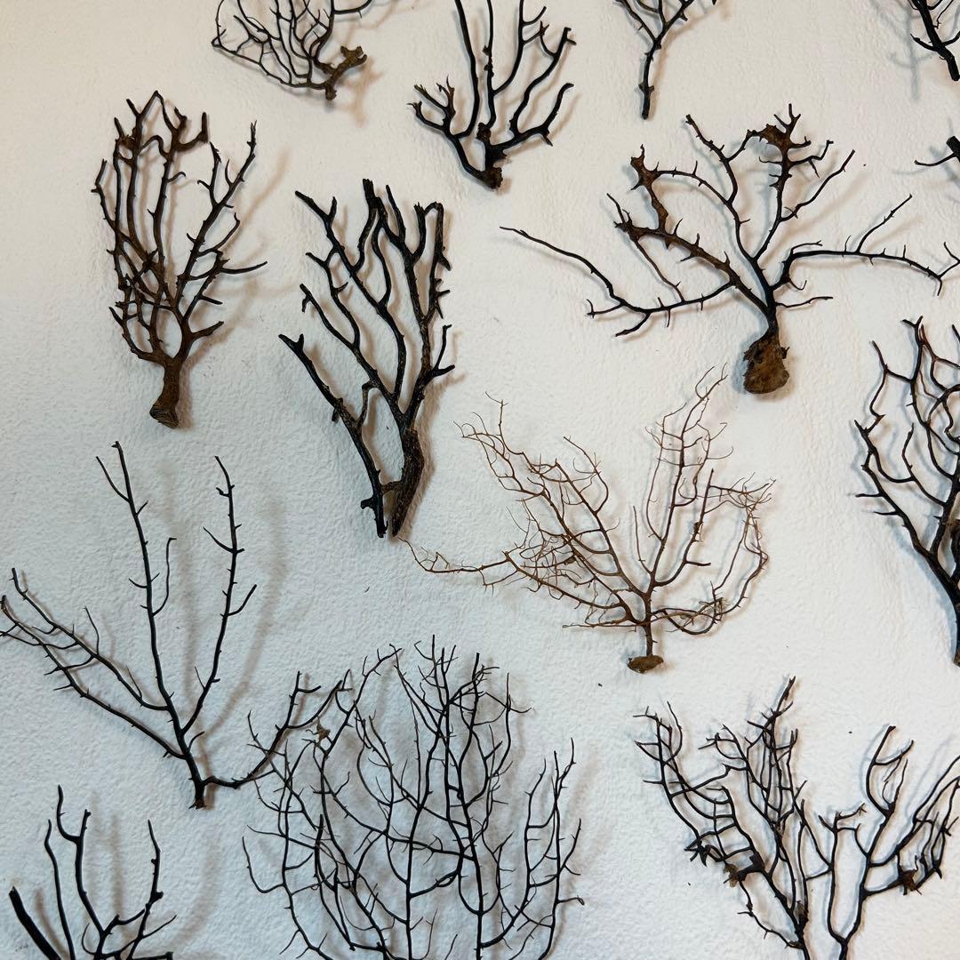 まいまい　ウミウチワ30個セット