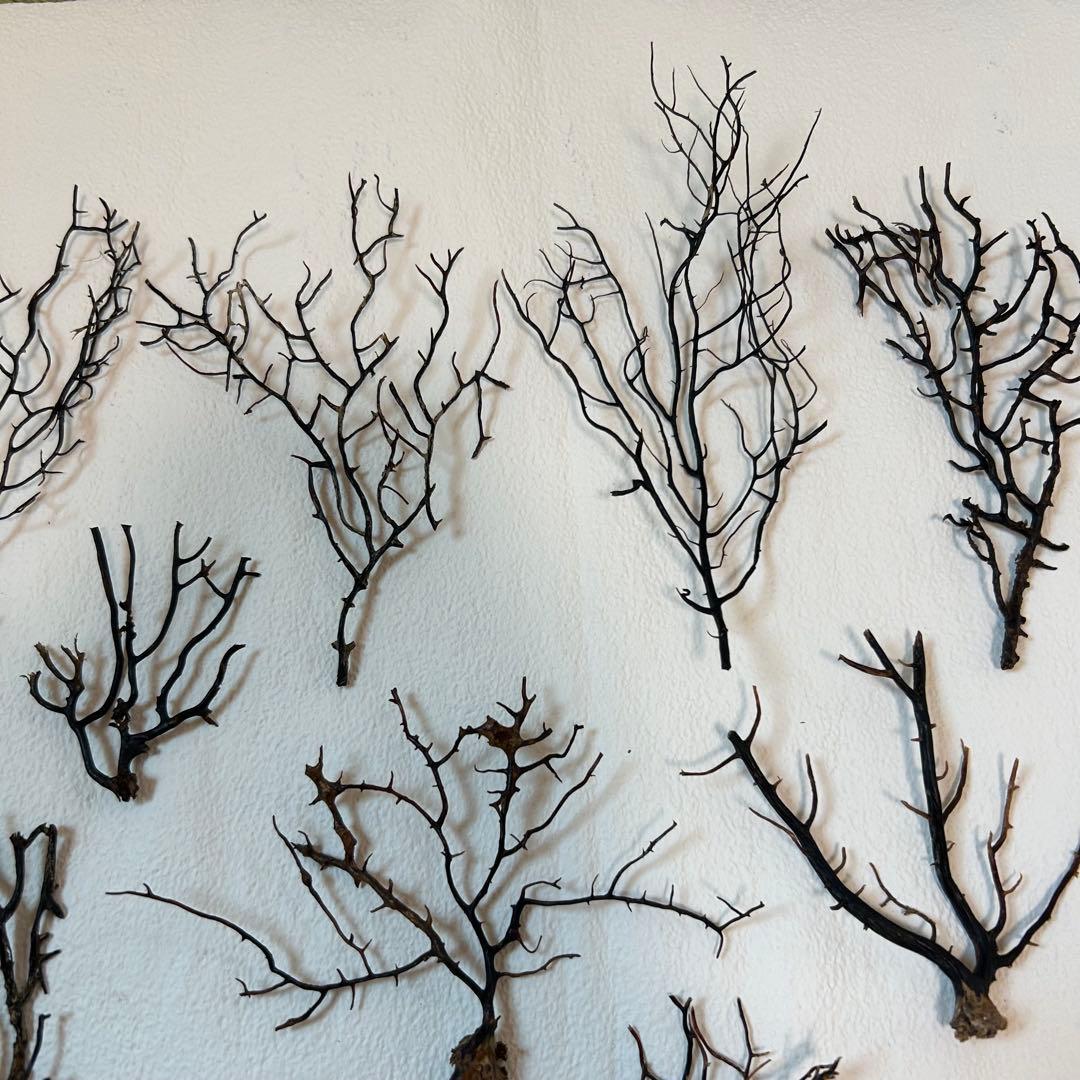 まいまい　ウミウチワ30個セット