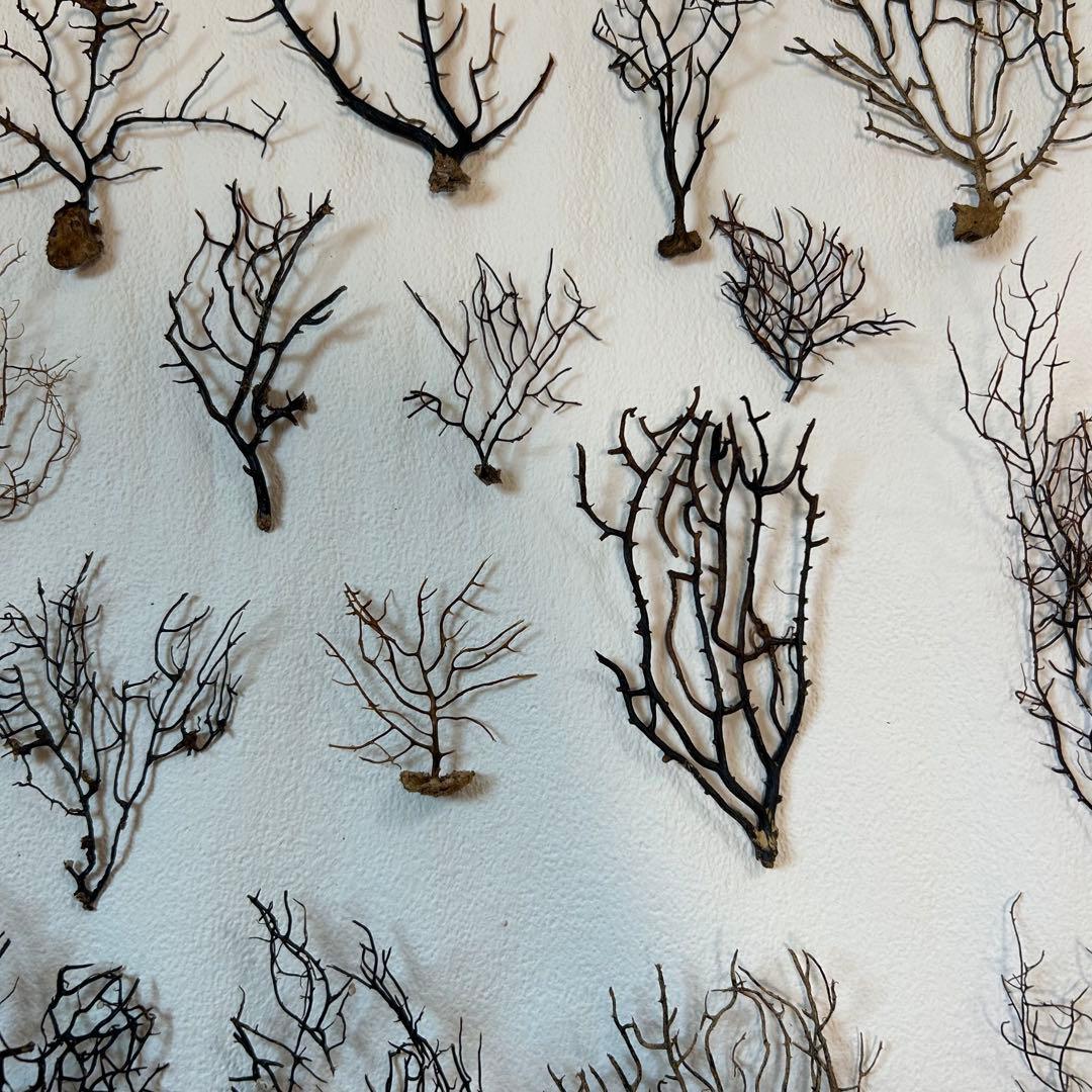 まいまい　ウミウチワ30個セット