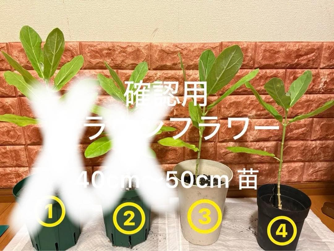 確認用 クラウンフラワー苗 40cm〜50cm 4株 各1鉢 2000円