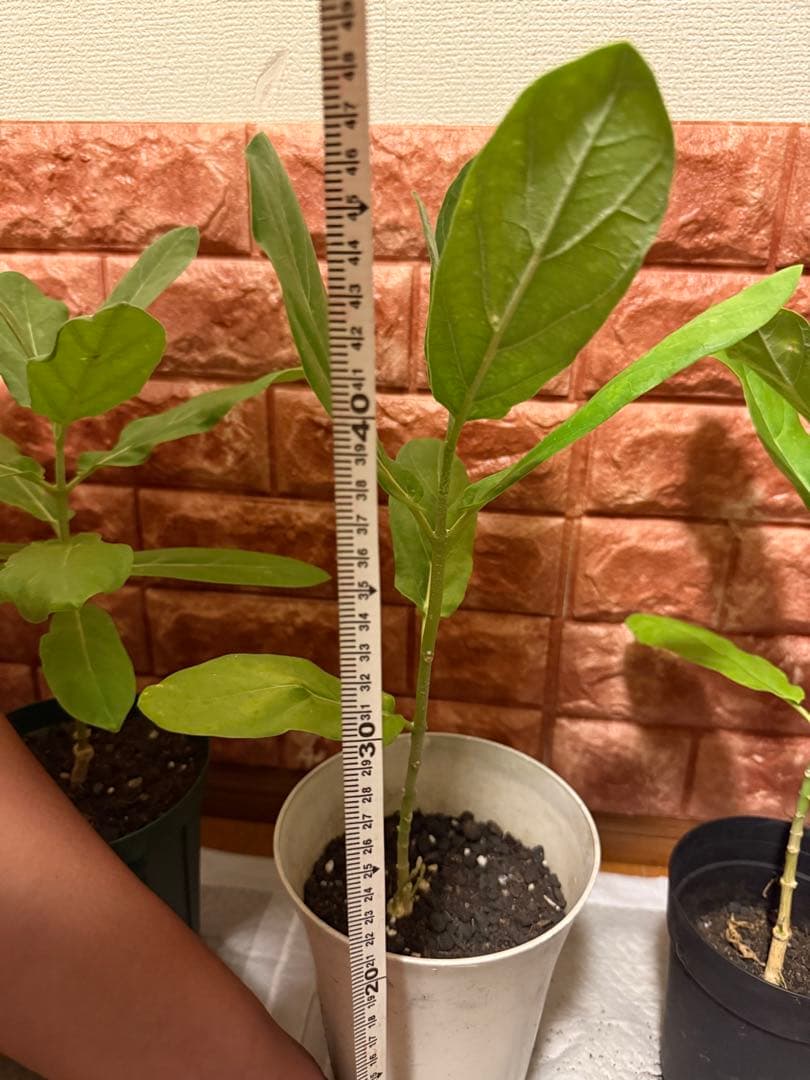 確認用 クラウンフラワー苗 40cm〜50cm 4株 各1鉢 2000円