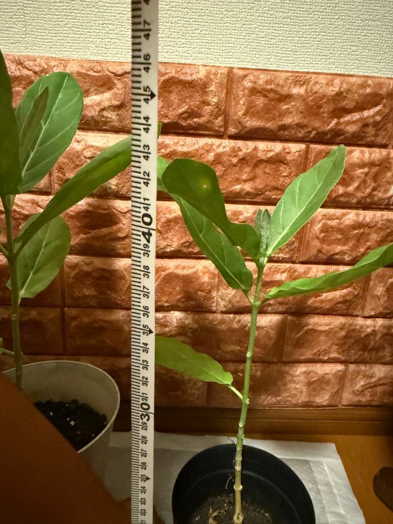 確認用 クラウンフラワー苗 40cm〜50cm 4株 各1鉢 2000円