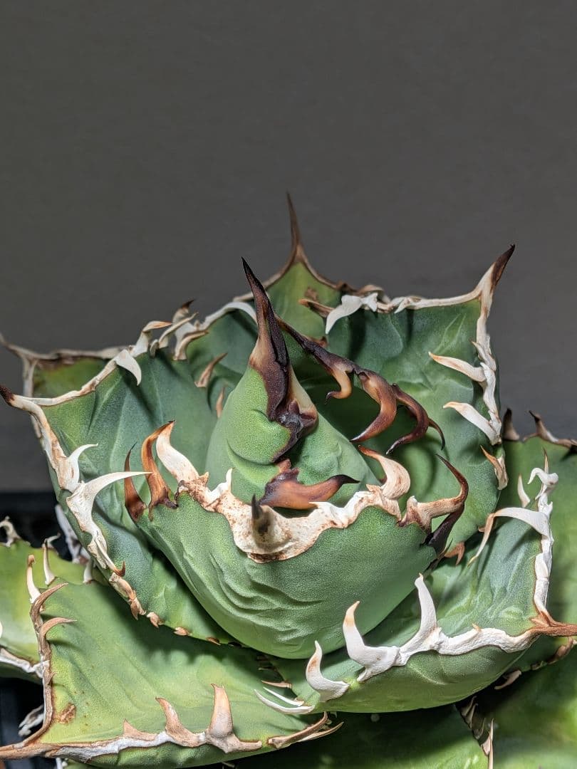 ①アガベ オアハカ オテロイ 実生 優良 選抜 中株 チタノタ