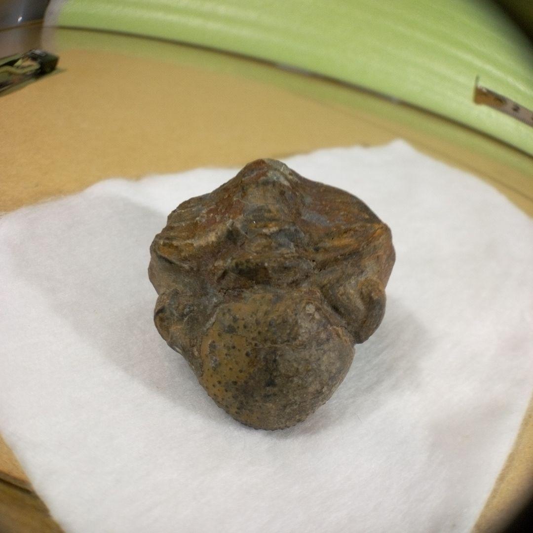 三葉虫　化石　三葉虫化石　究極のレトロ　fossil　ボリビア産　化石管理番号⑪