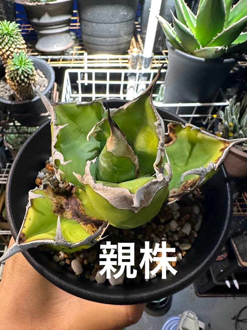 【唯一無二　国内オテロイ実生　超肉厚広バンド　胴切り天芽の出品】チタノタ アガベ