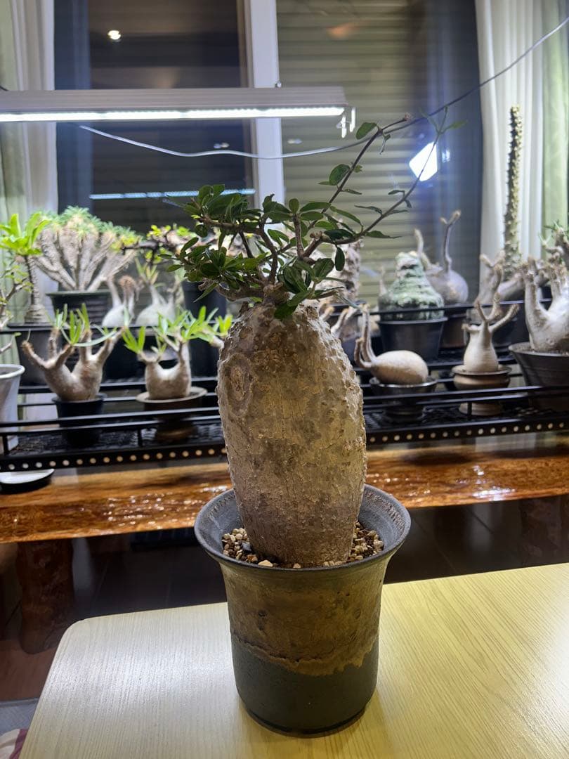 塊根植物 生育中 黒鉢付きコーデックス