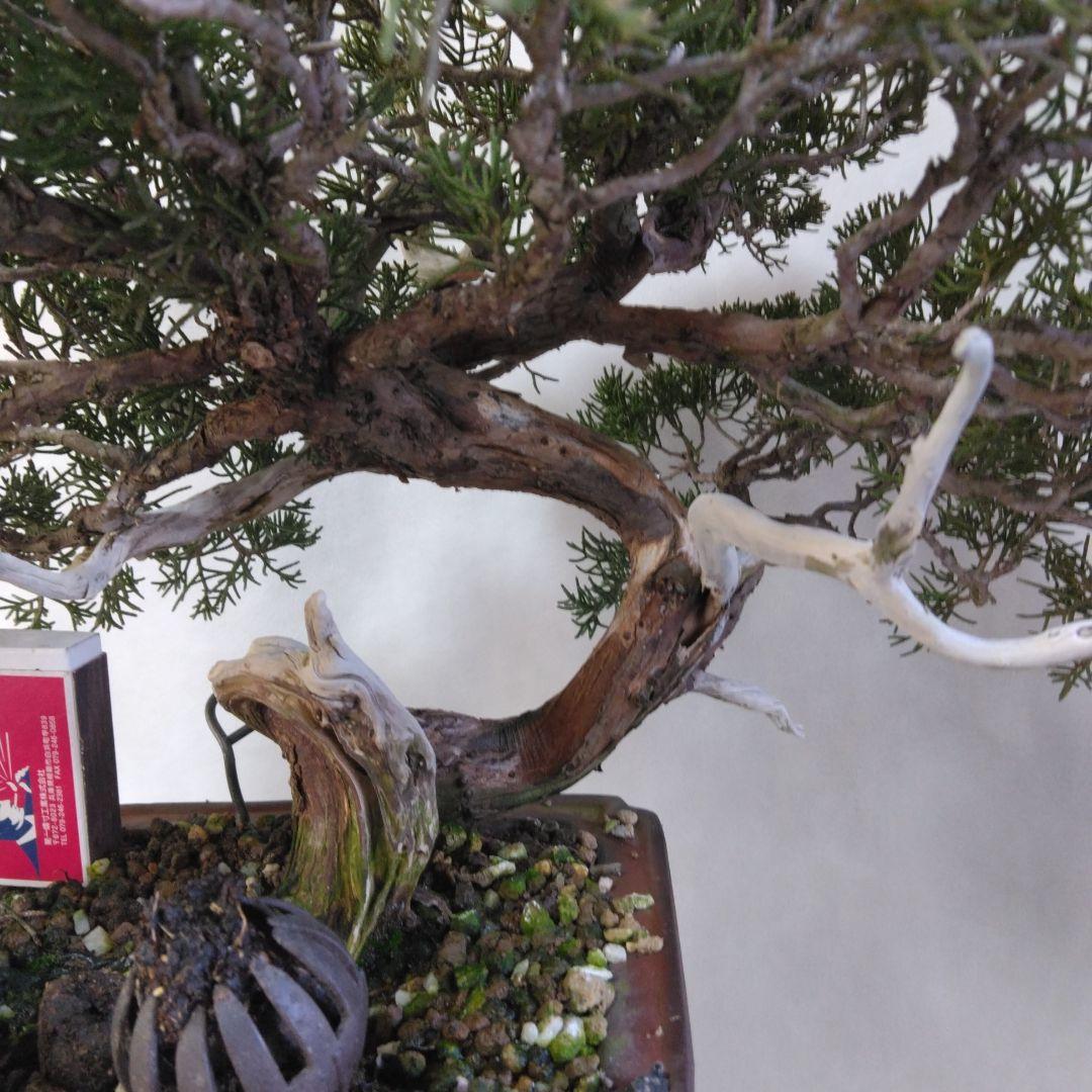 糸魚川しんぱくシャリ、神付き 依頼品黒松、しんぱく、五葉松