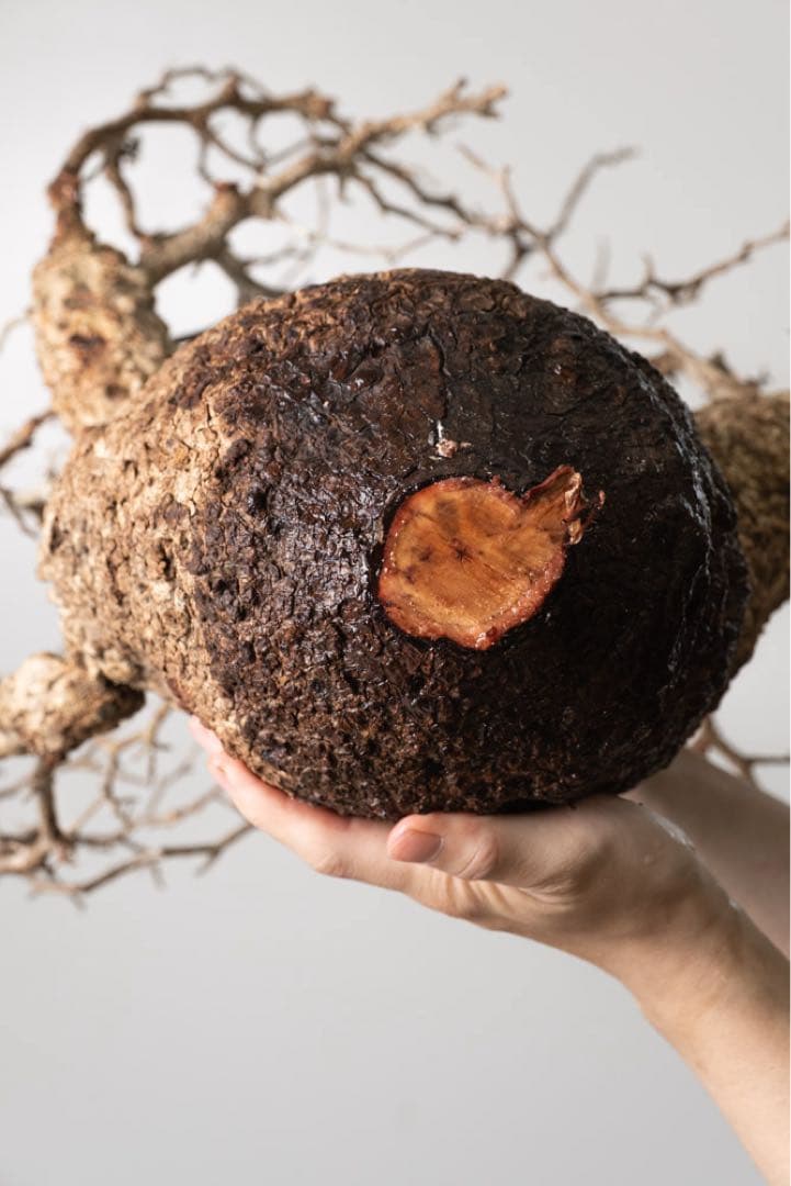 kk118 オペルクリカリア パキプス ベアルート株