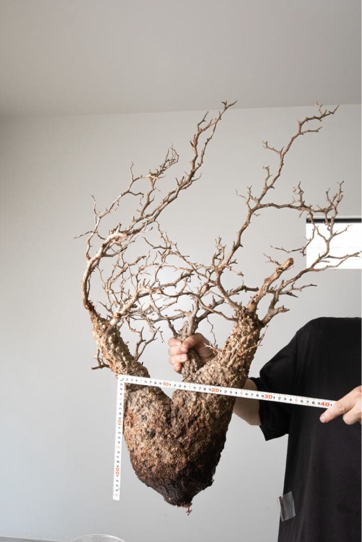 kk118 オペルクリカリア パキプス ベアルート株