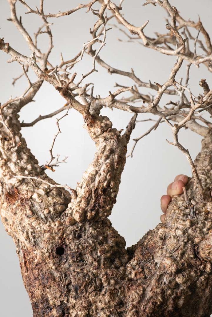 kk118 オペルクリカリア パキプス ベアルート株