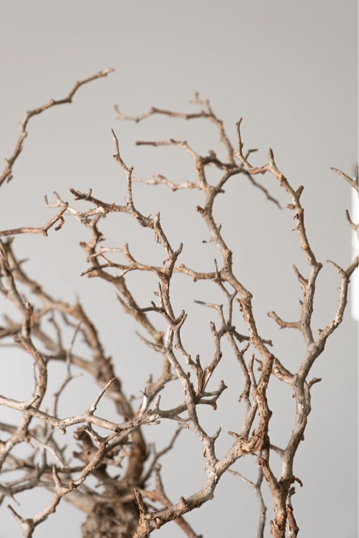 kk118 オペルクリカリア パキプス ベアルート株