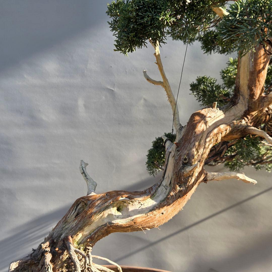 真柏　[斜幹木]　大品盆栽