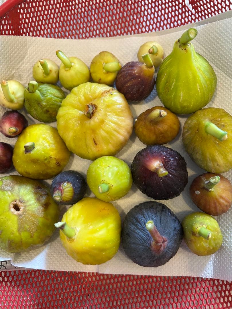 イチジク　穂木　NO6 ご注文お伺いします