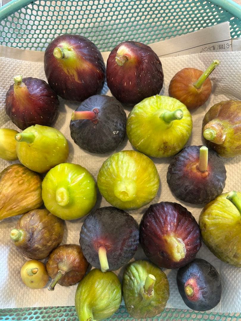 イチジク　穂木　NO6 ご注文お伺いします