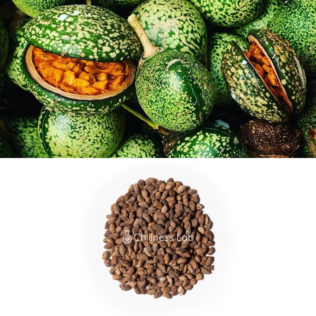 Voacanga africana（ボアカンガ・アフリカーナ）の種子 500粒