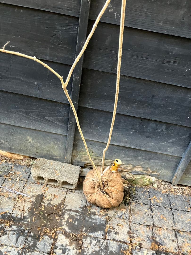 90 山採り　オトコヨウゾメ