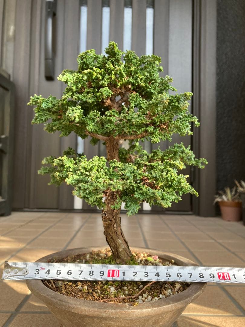 ◉石化檜盆栽　究極の逸品　幹の曲と美しい樹形が超魅力！　　大特価！早いもの勝ち