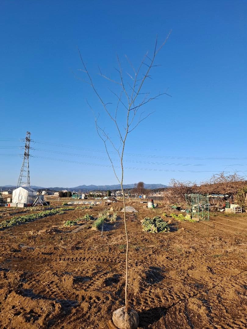 ヤマモミジ 山採り　ー　アオダモ、アオハダ、モミジ、カエデ　ー