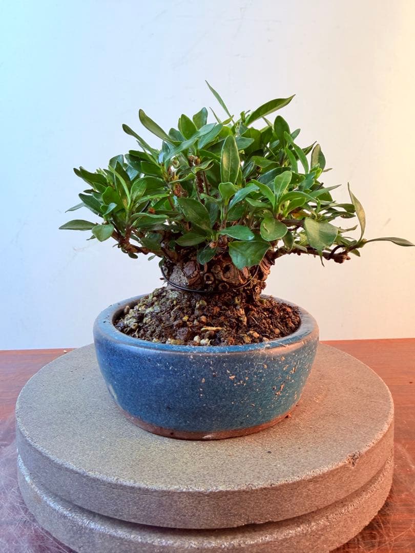 【ガチ盆栽】クチナシ　梔子　小品盆栽