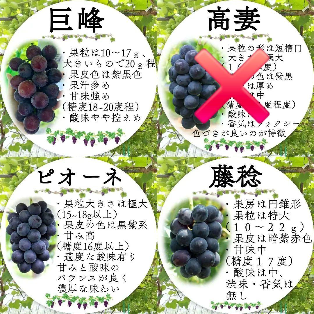 【オーダーページ】カンタン栽培 ブドウ 穂木 挿し木 苗木づくりに♪