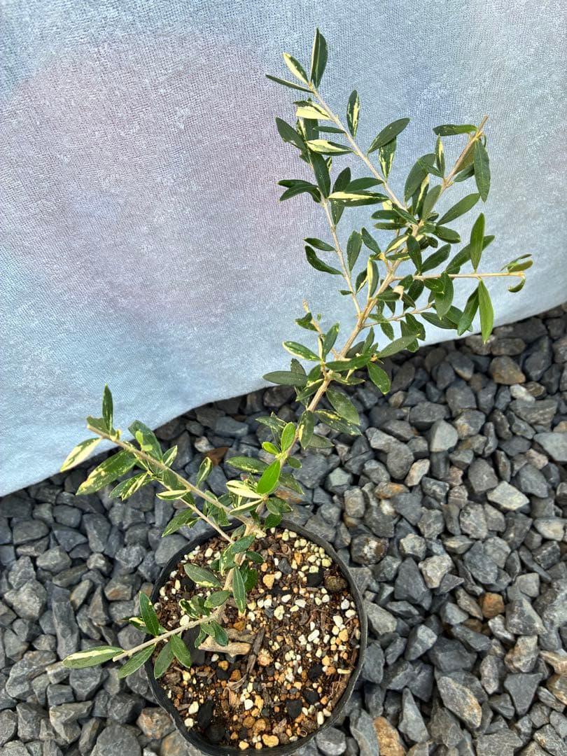 斑入りオリーブ苗　③