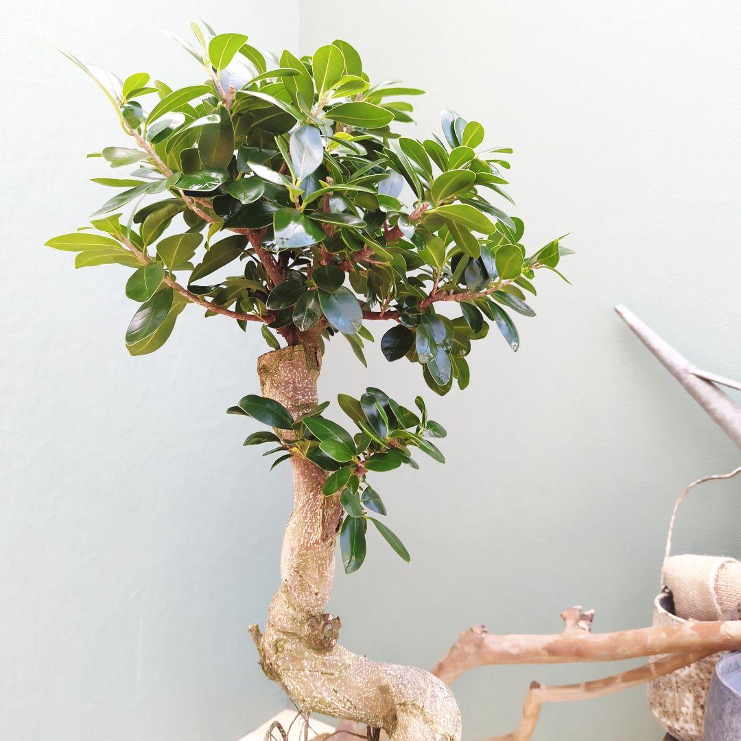 縁起物 ガジュマル 昇り龍 曲がり幹 ８号 曲線 インテリア植物