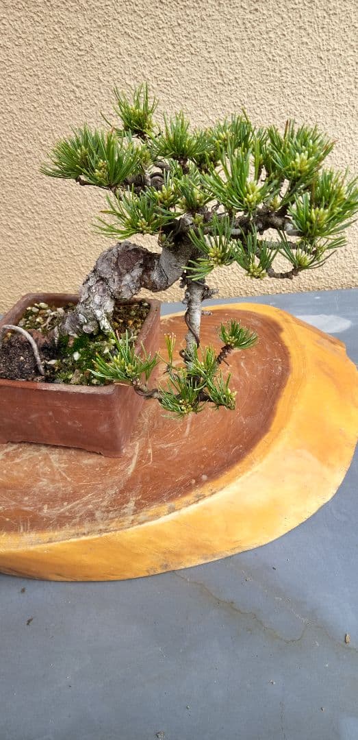 小品盆栽五葉松