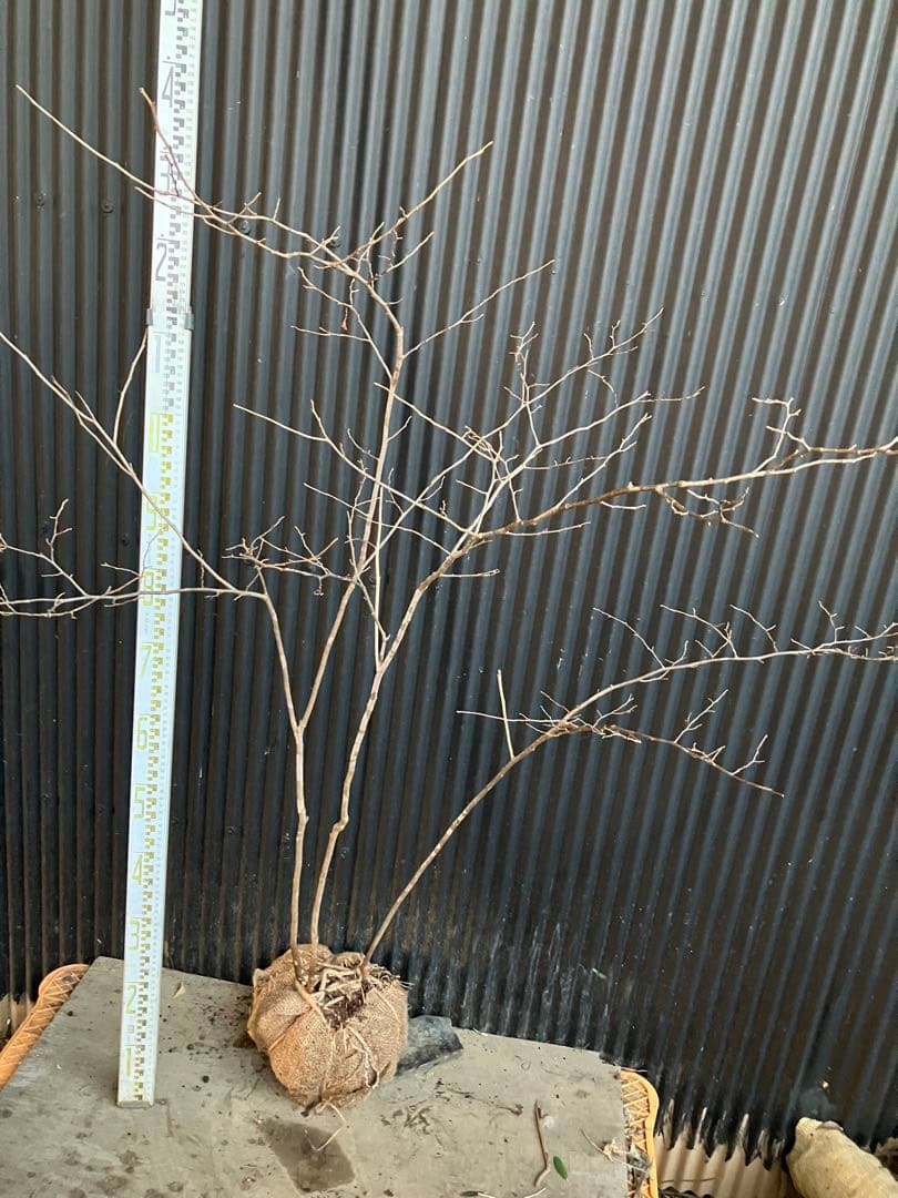 山採り　ナツハゼ