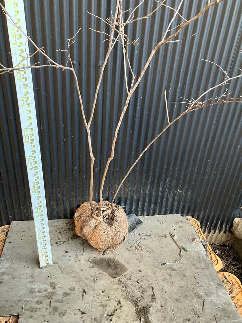 山採り　ナツハゼ