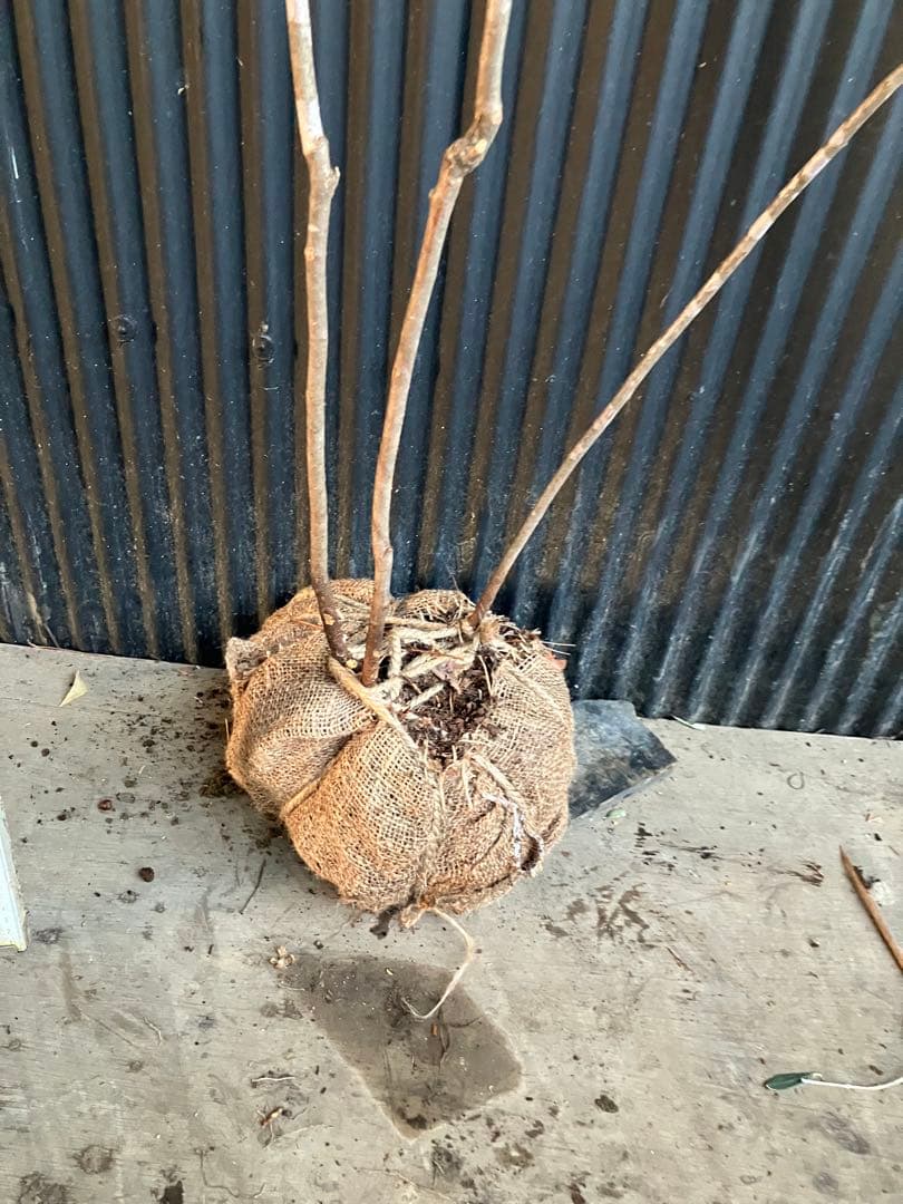 山採り　ナツハゼ