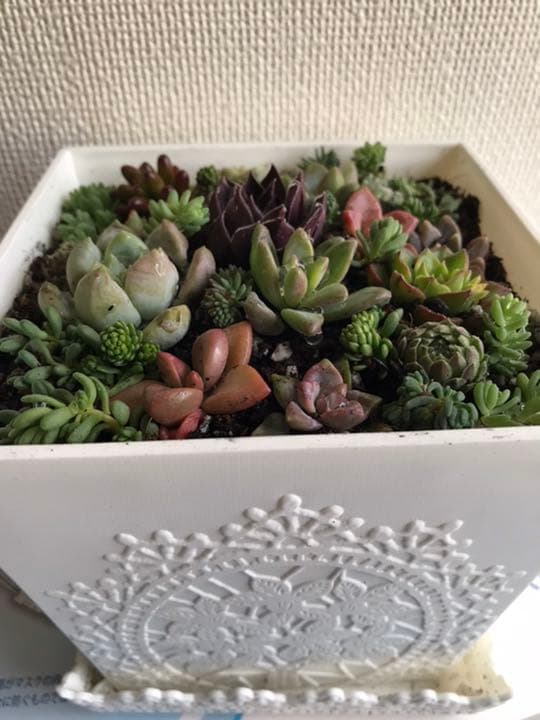 marukoです　　　多肉植物 カット苗