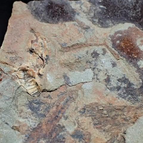 カブトガニの化石 大型で超稀少 モロッコ産 本物保証